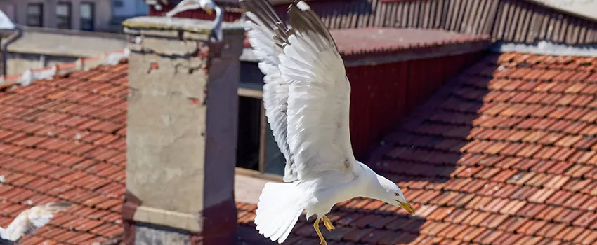 Residential Chimney Animal Removal Solution in Grosse Pointe Woods, MI